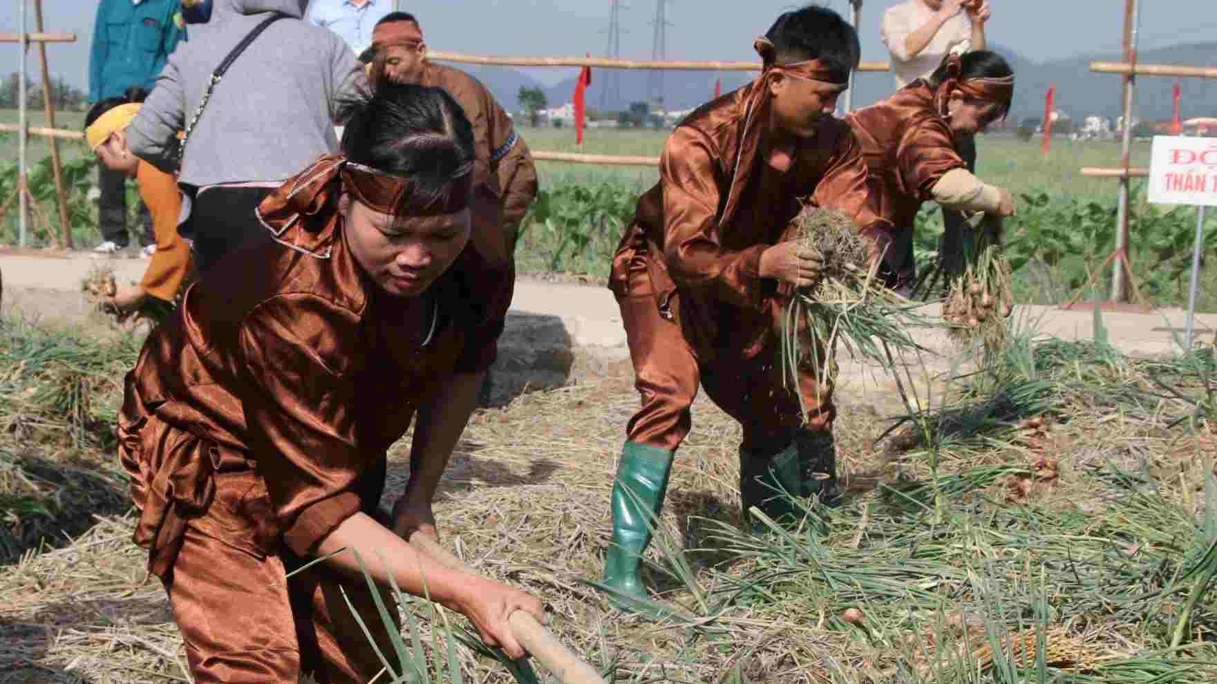 Cần tạo không gian để nâng tầm giá trị cây hành, tỏi Kinh Môn