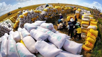 Năm 2023, Philippines vẫn là thị trường lớn nhất của gạo Việt