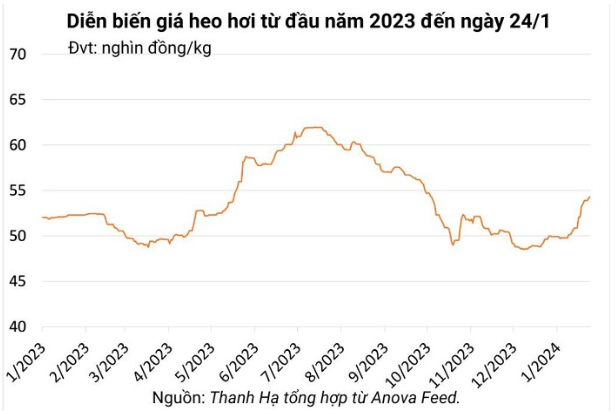 Giá heo hơi hôm nay 24/1/2024: Tăng cao nhất 2.000 đồng/kg