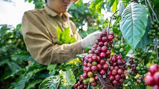 Bùng nổ đơn hàng cà phê, nông dân thu tiền tỷ
