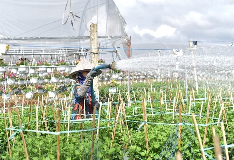 những nhà vườn tại làng hoa Dương Sơn (TP Đà Nẵng) đang tất bật chăm sóc hoa để kịp phục vụ cho thị trường. Ảnh Đình Dũng