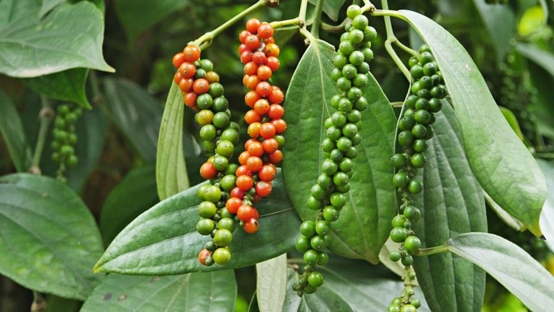 Giá nông sản hôm nay 28/1: Cà phê tăng gần 4.000 đồng/kg, hồ tiêu giảm nhiều nhất 1.000 đồng/kg