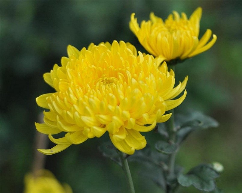 Cúc hoa vàng - Lợi ích và lưu ý khi sử dụng