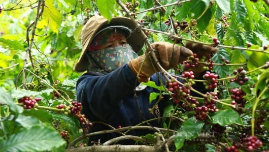 Giá cà phê thất thường đẩy doanh nghiệp, người trồng vào thế khó
