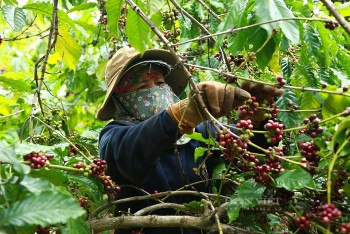 Giá cà phê thất thường đẩy doanh nghiệp, người trồng vào thế khó