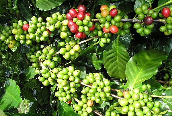 Giá nông sản hôm nay 29/1: Cà phê vượt mức 77.000 đồng/kg, hồ tiêu đồng loạt tăng