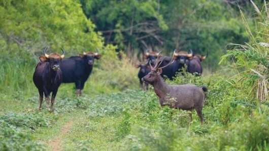 Vườn quốc gia Cát Tiên được xét vào Danh lục xanh: Giải pháp phát triển bền vững