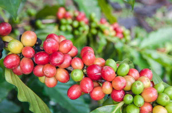 Giá nông sản hôm nay 30/1: Cà phê duy trì đà tăng, hồ tiêu giữ ổn định