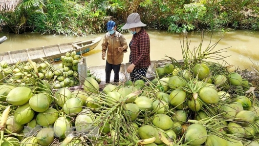 Phê duyệt cây dừa là cây công nghiệp chủ lực quốc gia: Nâng cao vị thế, tầm vóc ngành dừa Việt Nam