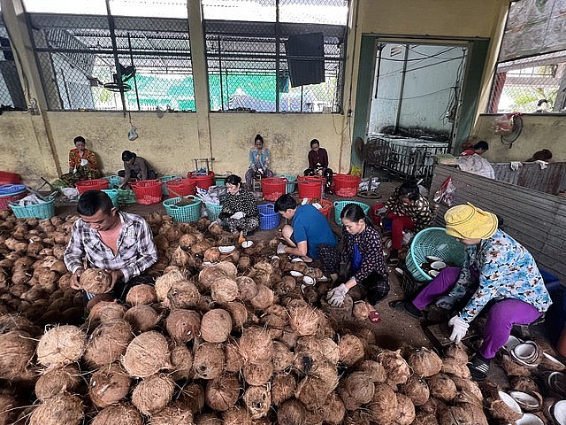 Chế biến dừa tại hợp tác xã nông nghiệp Thới Thạnh (huyện Thạnh Phú, tỉnh Bến Tre. Ảnh: VGP