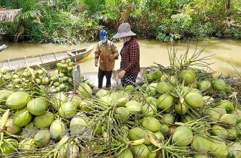 Phê duyệt cây dừa là cây công nghiệp chủ lực quốc gia: Nâng cao vị thế, tầm vóc ngành dừa Việt Nam