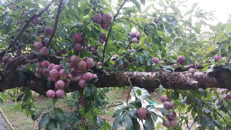 Cây mận - Loại cây ăn quả có nhiều tác dụng chữa bệnh