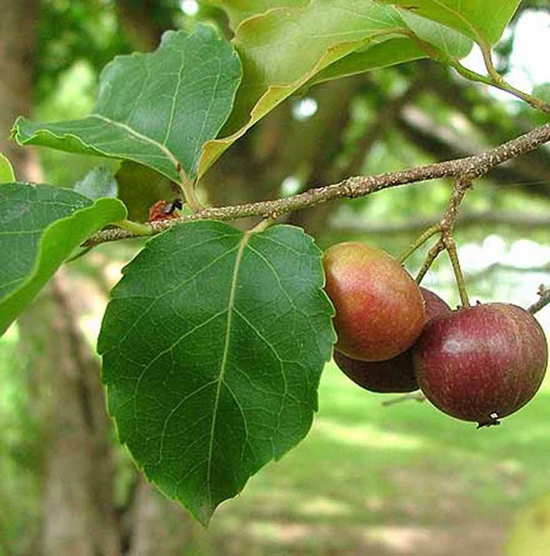 Cây mận - Loại cây ăn quả có nhiều tác dụng chữa bệnh