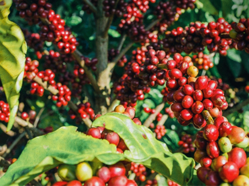 Giá nông sản hôm nay 31/1: Cà phê và hồ tiêu đồng loạt tăng