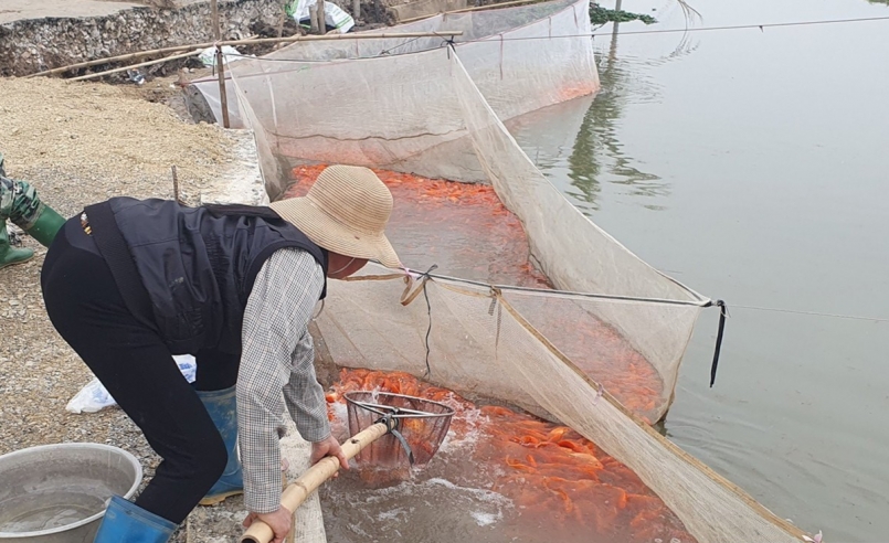 Chị Nguyễn Thị Nhiễu, ở làng Hội Am, xã Cao Minh, huyện Vĩnh Bảo, Tp.Hải Phòng, đưa cá chép đỏ ra khu vực ngã tư giao Quốc lộ 37 và Quốc lộ 17B để thuận tiện bán cho thương lái (Ảnh: Thái Phan).