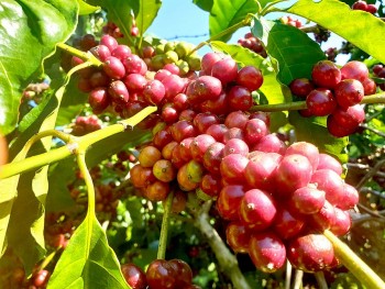 Giá nông sản hôm nay 1/2: Cà phê quay đầu giảm, hồ tiêu tăng nhẹ tại Bình Phước