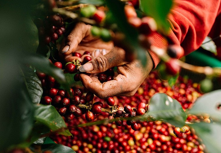 Giá cà phê vượt mốc 80.000 đồng/kg, mặt hàng tỷ đô của Việt Nam bước sang trang sử mới