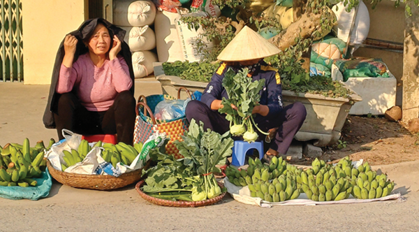 “Đỏ mắt” tìm mua chuối ngự ở làng Đại Hoàng ngày cận Tết