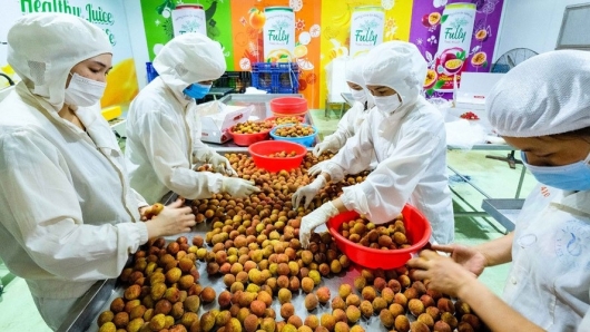 EU thay đổi quy định về dư lượng thuốc bảo vệ thực vật đối với nông sản: Doanh nghiệp xuất khẩu Việt cần lưu ý gì?