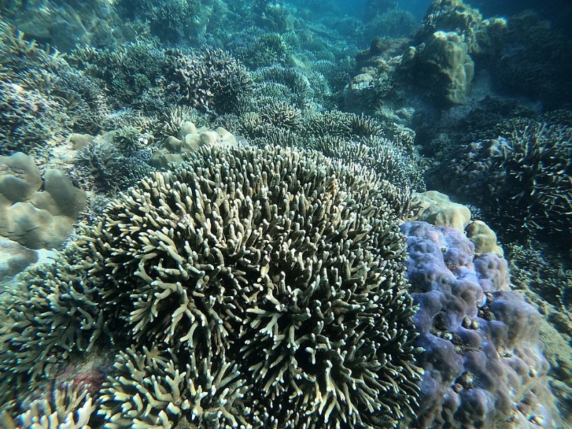 Hệ sinh thái rạn san hô xung quanh Hòn Mun đang trong quá trình phục hồi. Ảnh: TN. 