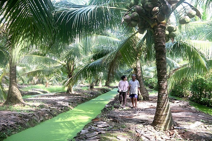Vườn dừa sáp 1,5 ha của gia đình ông Thạch Chanh, xã Hoà Tân (Cầu Kè, Trà Vinh). Ảnh: Thanh Hoà - TTXVN