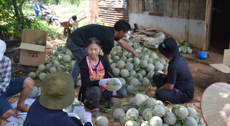 Nhà vườn trồng dưa lê, dưa lưới xã Kiến Thành, huyện Đắk R'lấp, đóng hàng đưa sản phẩm ra thị trường tết. 