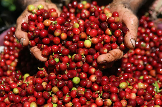 Giá nông sản hôm nay 6/2: Cà phê tiếp tục giảm, hồ tiêu duy trì ổn định