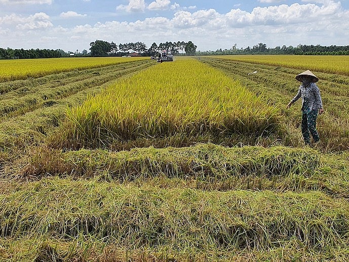 Đề án xác định yêu cầu tiên quyết: “chuyên nghiệp hóa ngành hàng lúa gạo”, thông qua việc hình thành đội ngũ nông dân chuyên nghiệp. (Ảnh minh họa)