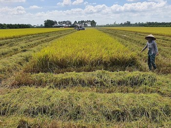 Triển khai Đề án Phát triển bền vững một triệu héc-ta lúa chất lượng cao - Chuyên nghiệp hóa ngành hàng lúa gạo