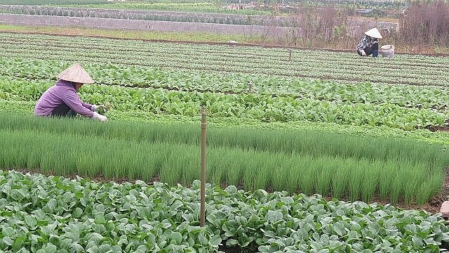 Huyện Thường Tín dự kiến cung cấp vài nghìn tấn rau xanh cho thị trường Tết.