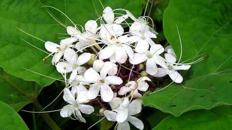 Mò hoa trắng - "Cây thuốc quý" mọc hoang quanh nhà