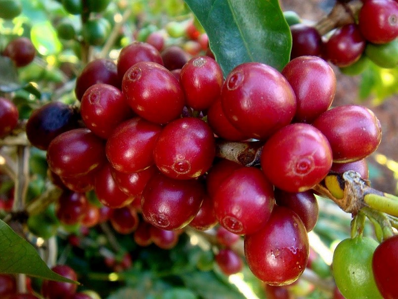 Tháng 1, xuất khẩu cà phê đạt 230.000 tấn, tăng gấp đôi cùng kỳ năm 2023.