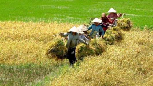 Xuất khẩu gạo sẽ tiếp tục bứt phá trong năm 2024