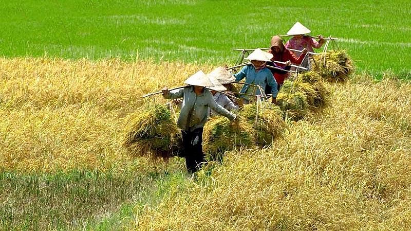 Bộ N&PTNT đặt mục tiêu XK khoảng 8 triệu tấn gạo trong năm 2024.