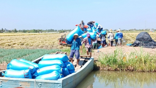 Nông dân Tiền Giang được mùa, trúng giá vụ lúa Đông Xuân