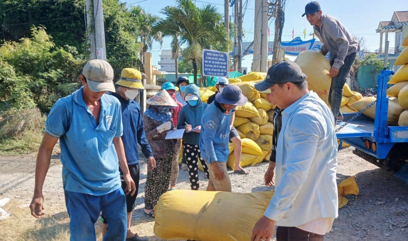 Thương lái thu mua lúa của nông dân thị trấn Vàm Láng.