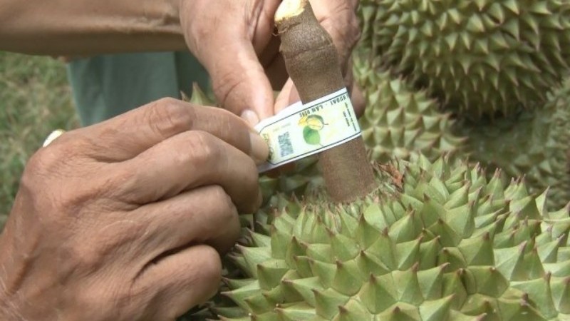Việt Nam có 708 mã số vùng trồng sầu riêng được cấp phép xuất khẩu sang Trung Quốc