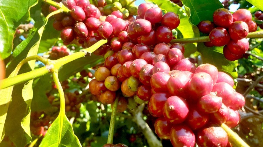 Giá nông sản hôm nay 15/2: Cà phê đồng loạt giảm mạnh, hồ tiêu tăng tại tỉnh Bình Phước