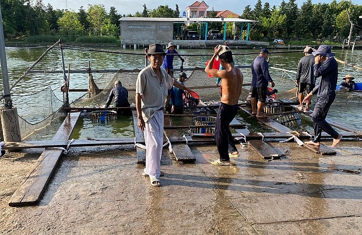 Ông Nguyễn Hoàng Thảo ngư dân xã Hòa Hưng, huyện Cái Bè ngày mùng 5 Tết bán được 300 tấn cá tra.