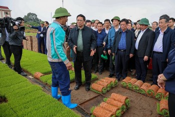 Thủ tướng xuống đồng cấy lúa, thu hoạch cà rốt cùng nông dân