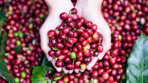 Giá nông sản hôm nay 17/2: Cà phê và hồ tiêu duy trì đà tăng