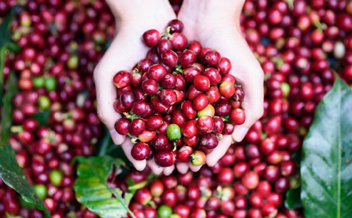 Giá nông sản hôm nay 17/2: Cà phê và hồ tiêu duy trì đà tăng