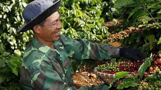Ngành cà phê có cơ sở vững chắc cho mục tiêu xuất khẩu năm 2024