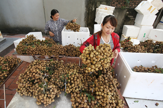 Năm 2023 Việt Nam thu hơn 14 triệu USD từ xuất khẩu nhãn tươi