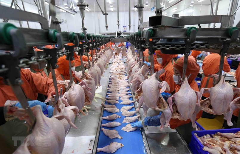 Trung Quốc đã đồng ý xem xét hồ sơ cho Việt Nam xuất khẩu thịt gia cầm.