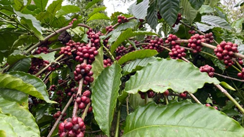 Giá nông sản hôm nay 20/2: Cà phê chưa dứt đà tăng, hồ tiêu chưa có điều chỉnh mới