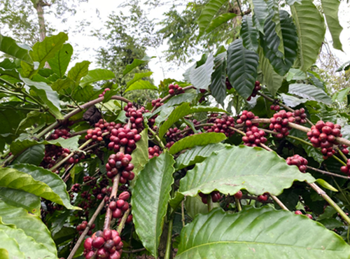 Giá nông sản hôm nay 20/2: Cà phê chưa dứt đà tăng, hồ tiêu chưa có điều chỉnh mới