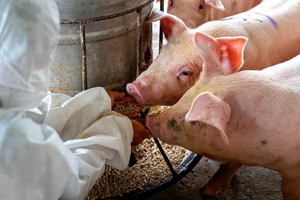 Người nuôi lợn cần quan tâm gì khi chọn nguồn cung cấp thức ăn cho vật nuôi