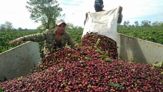 Vì sao giá cà phê vượt 80.000 đồng/kg ngay trong thời điểm thu hoạch?