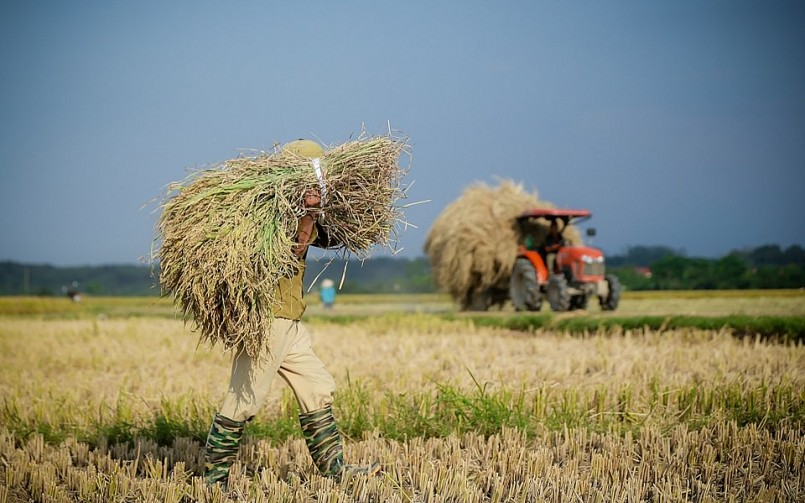 Theo nhiều chuyên gia, giá lúa gạo giảm chỉ là nhất thời khi Việt Nam vào vụ thu hoạch rộ lúa đông xuân.
